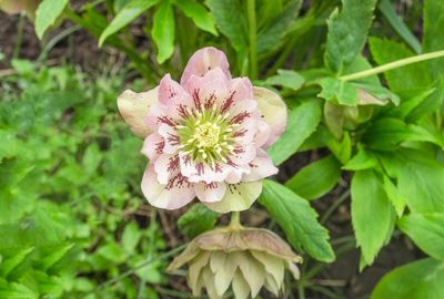 Pink Tinted Double Hellebore Flower