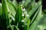 Lily Of The Valley Plant