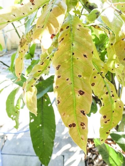Diseased Mango Tree Leaves