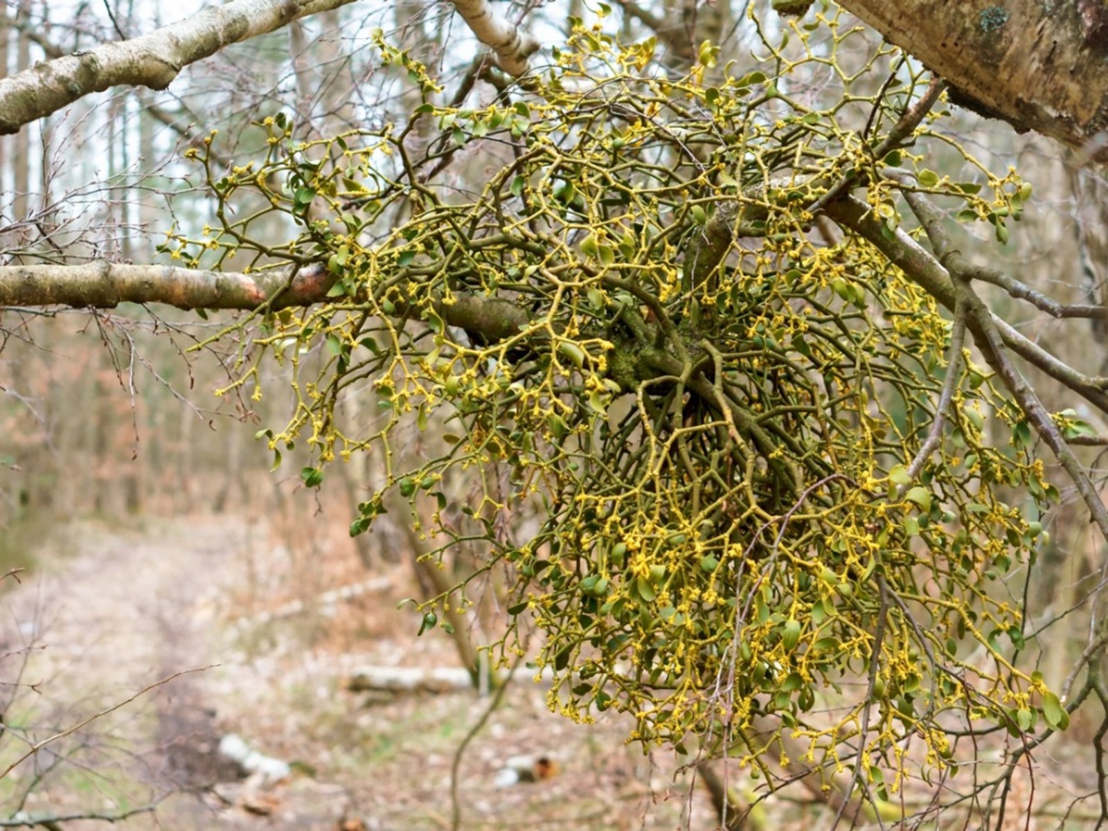 Parasitic Plant Info - Learn About Different Types Of Parasitic Plants