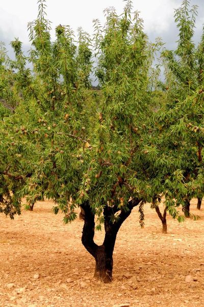 Large Almond Tree