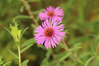 Pink New York Aster Flowers