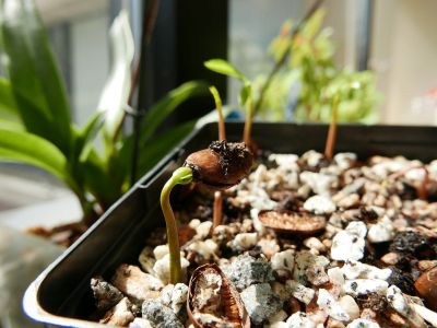 Sprouting Pawpaw Tree Seedling In A Container