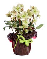 Flowering Hellebores In A Container