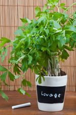 Lovage Growing In A Container Labeled Lovage