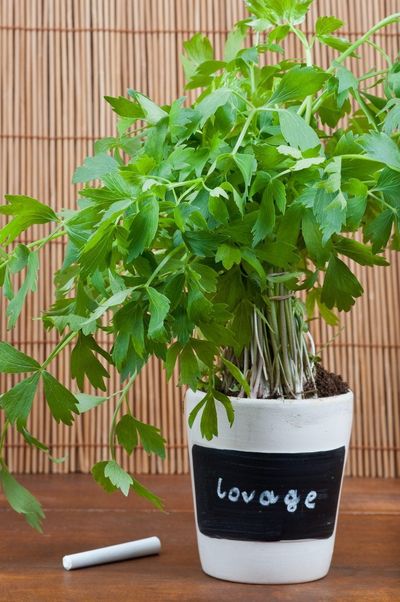 Lovage Growing In A Container Labeled Lovage