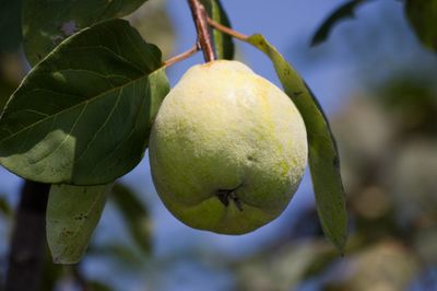 Quince Fruit Tree