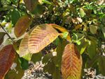 red guava leaves