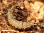 rove beetle larvae