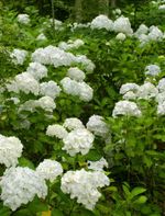 White Flowering Bushes