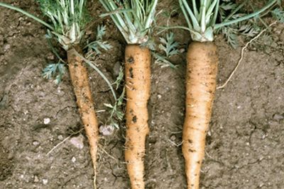 Three Dirt Covered Carrots In Garden
