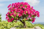 Small Pink Bougainvillea Bonsai Tree