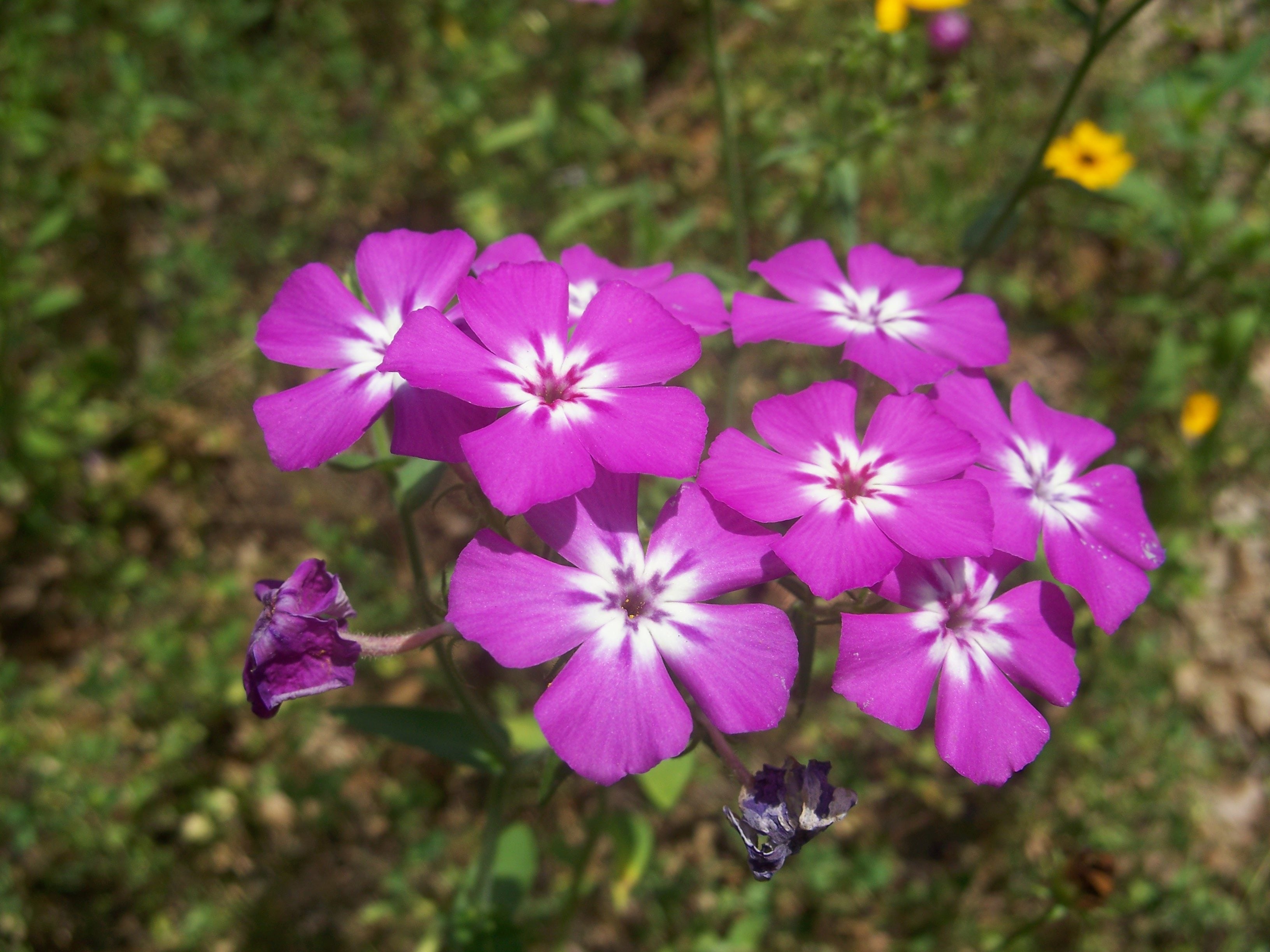 Annual Phlox Info   Learn About Growing Drummond's Phlox Plants