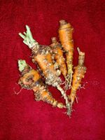 Carrots Affected By Root Knot Nematodes