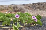 Purple Flowers Blooming From Beach Morning Glory Plant