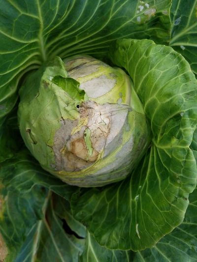 Black Rot On Cabbage