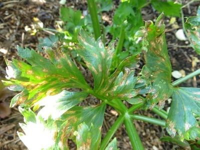 Cercospora Blight Disease On Celery Crops