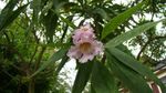 Chitalpa Tree With Pink Flower