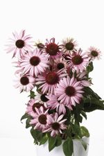 Pink Coneflowers In White Pot