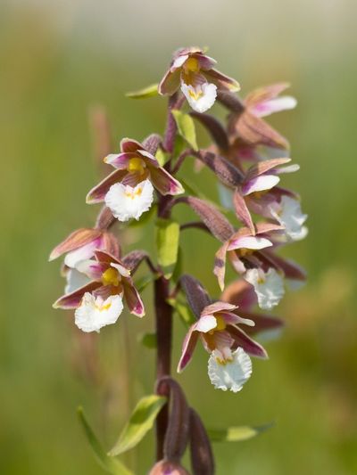 Epipactis Orchids