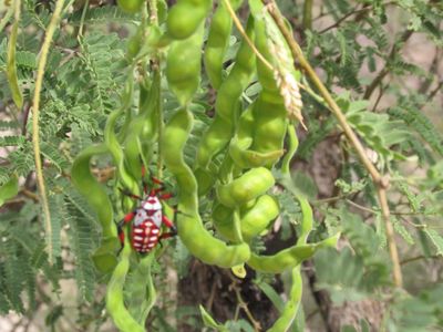 Red And White Mesquite Tree Pest