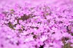 Tiny Purple Flowered Phlox Subulata Plant