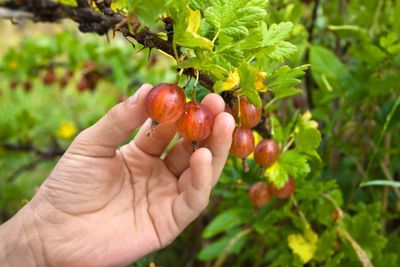 Hand Picking Berries In The Garden