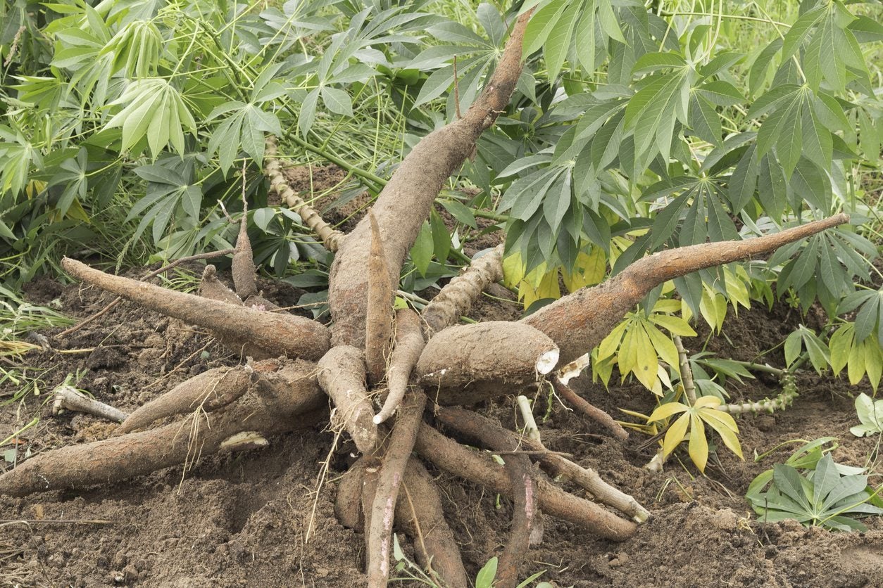Harvesting Tapioca Roots Learn When To Harvest Tapioca Root In ...