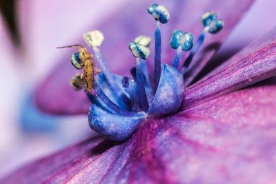 Thrip Insect On A Flower