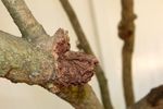 Gardenia Plant With Stem Canker Disease