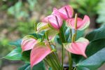 A Pink Anthurium Plant