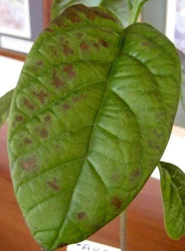 Avacado interior planta hojas marrones