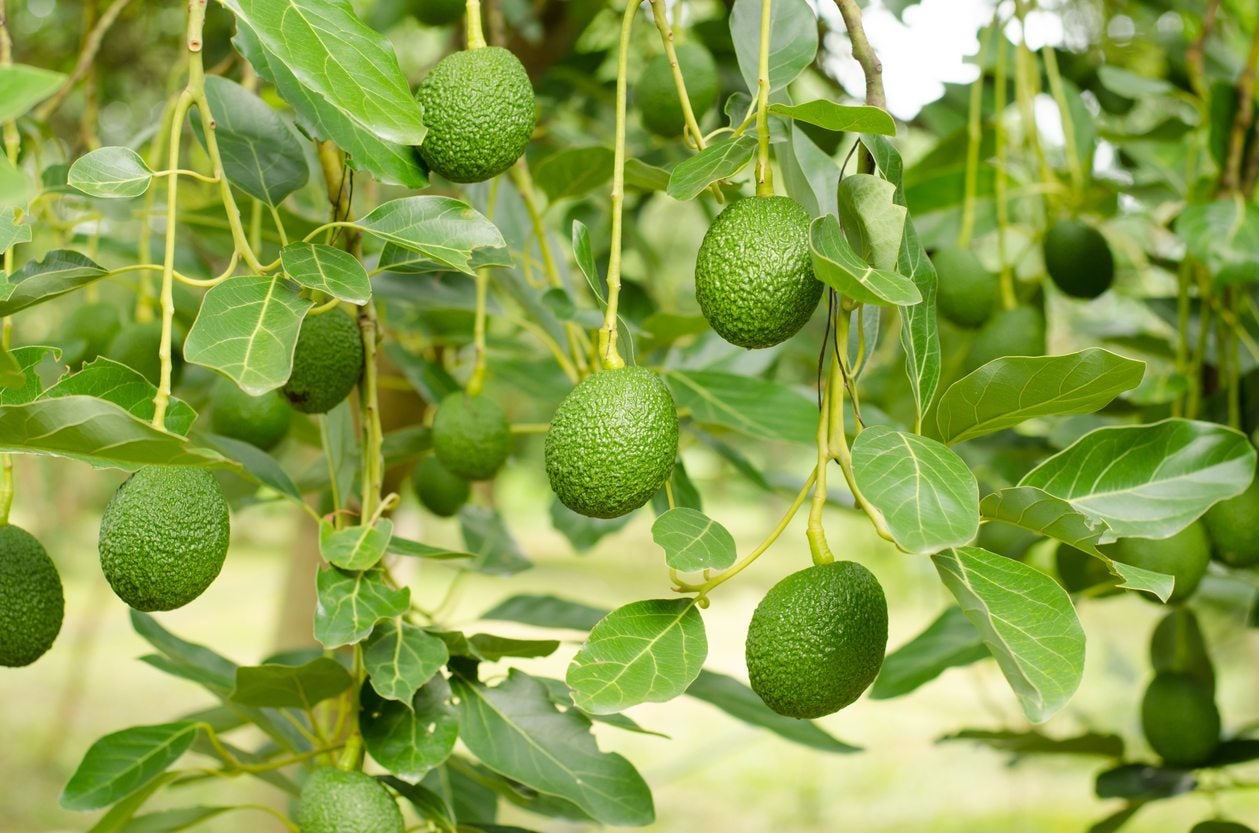 How often do avocado trees fruit a year