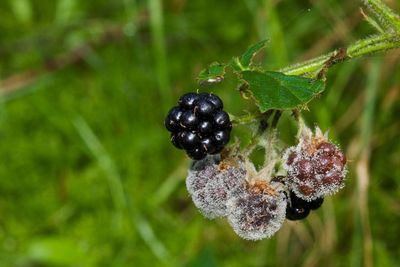 Rotten Blackberries