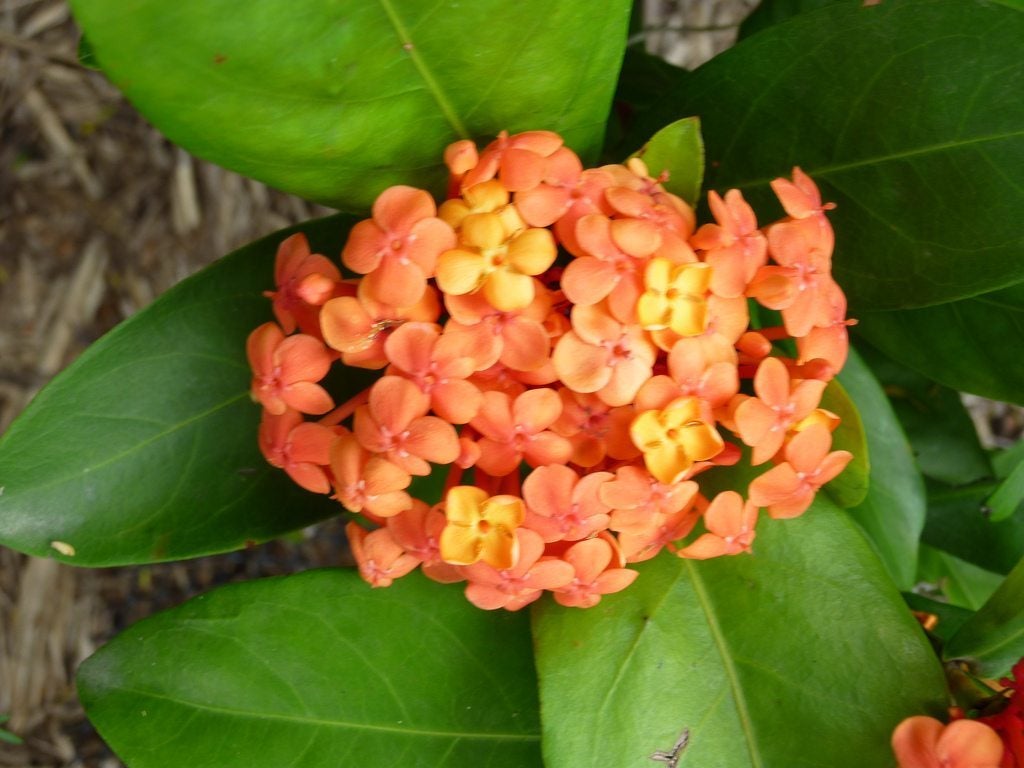 Ixora Pruning Guide How And When Should I Prune My Ixora