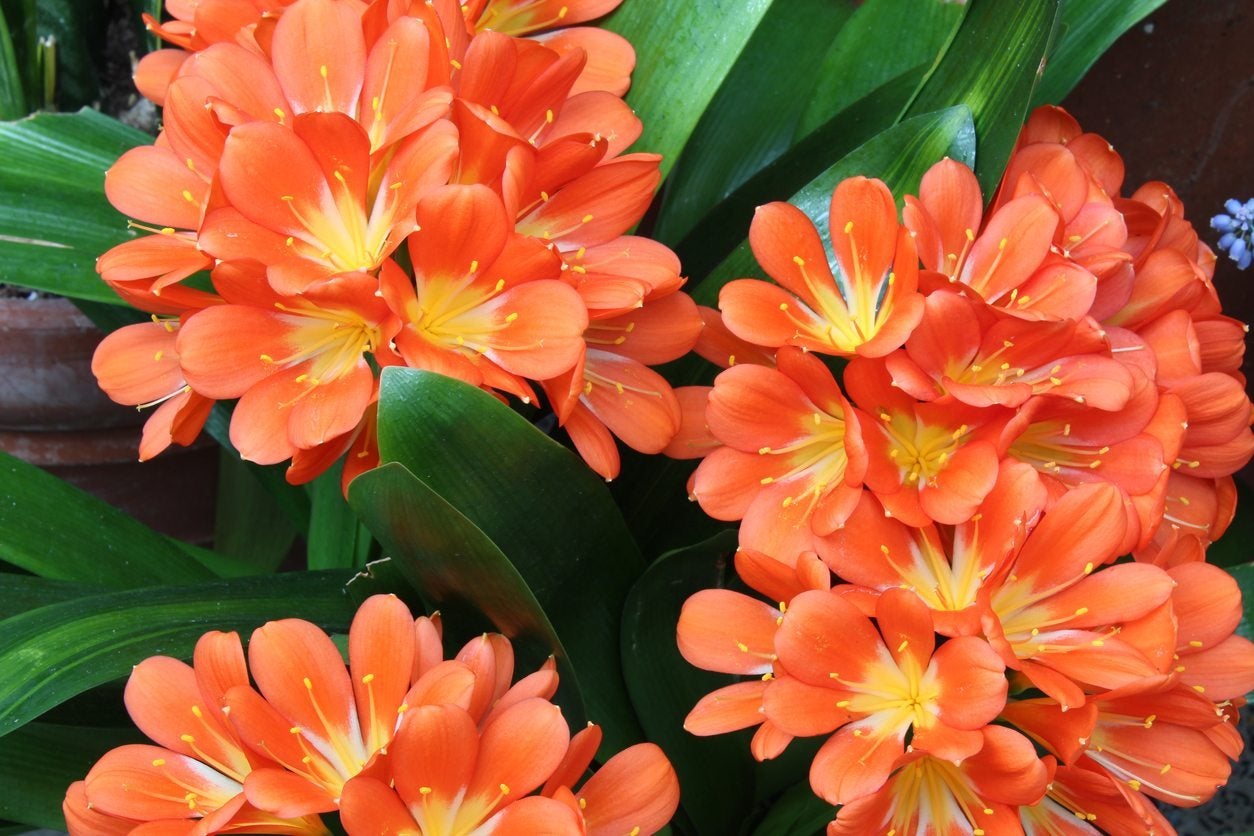 Clivia Lily Outdoor Requirements Tips For Growing Clivia Lily In The Garden