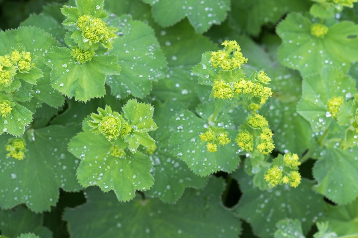 How To Divide A Lady's Mantle: Tips For Separating Lady's Mantle ...
