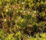 Pruning of a Leucadendron Plant