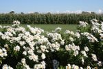 Field Of White Montauk Daisies