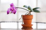 Indoor Potted Orchid