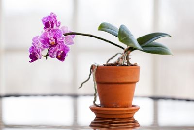 Indoor Potted Orchid