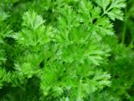 Green Leaved Parsley With White Tips