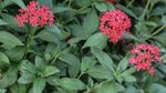 Tiny Red Flowered Penta Plant