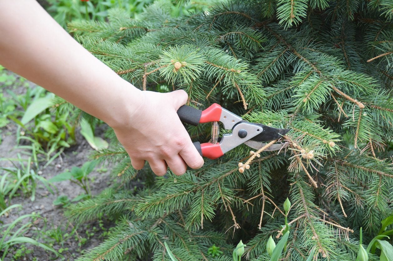How To Trim A Pine Tree That Is Too Wide - Tree Removal Cost 2021 Guide Prices To Cut Down Trees By Size : Experts suggest you use the right kind of tool like the pruning shear, and not just unfortunately, most people believe that trimming the cherry tree in large cut harms the tree;