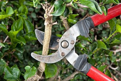 Pruning Clippers Trimming A Shrub Branch