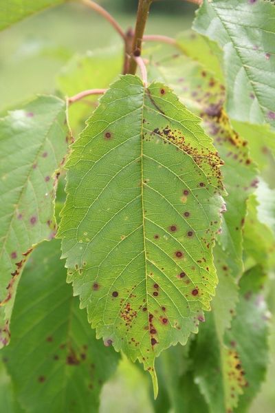 Cherry Leaf Spot Treatment What Causes Spots On Cherry Leaves