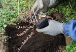 Gardener Planting Plant In Soil