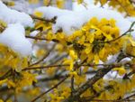 Forsythia Plants Covered In Snow