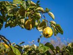 Fruits On A Quince Tree