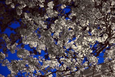 Flowering Spring Snow Crabapple Tree